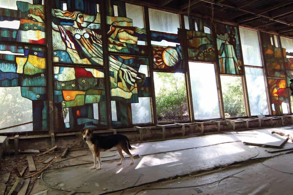 image Chernobyl Stained glass and dog in abandoned building in Chernobyl