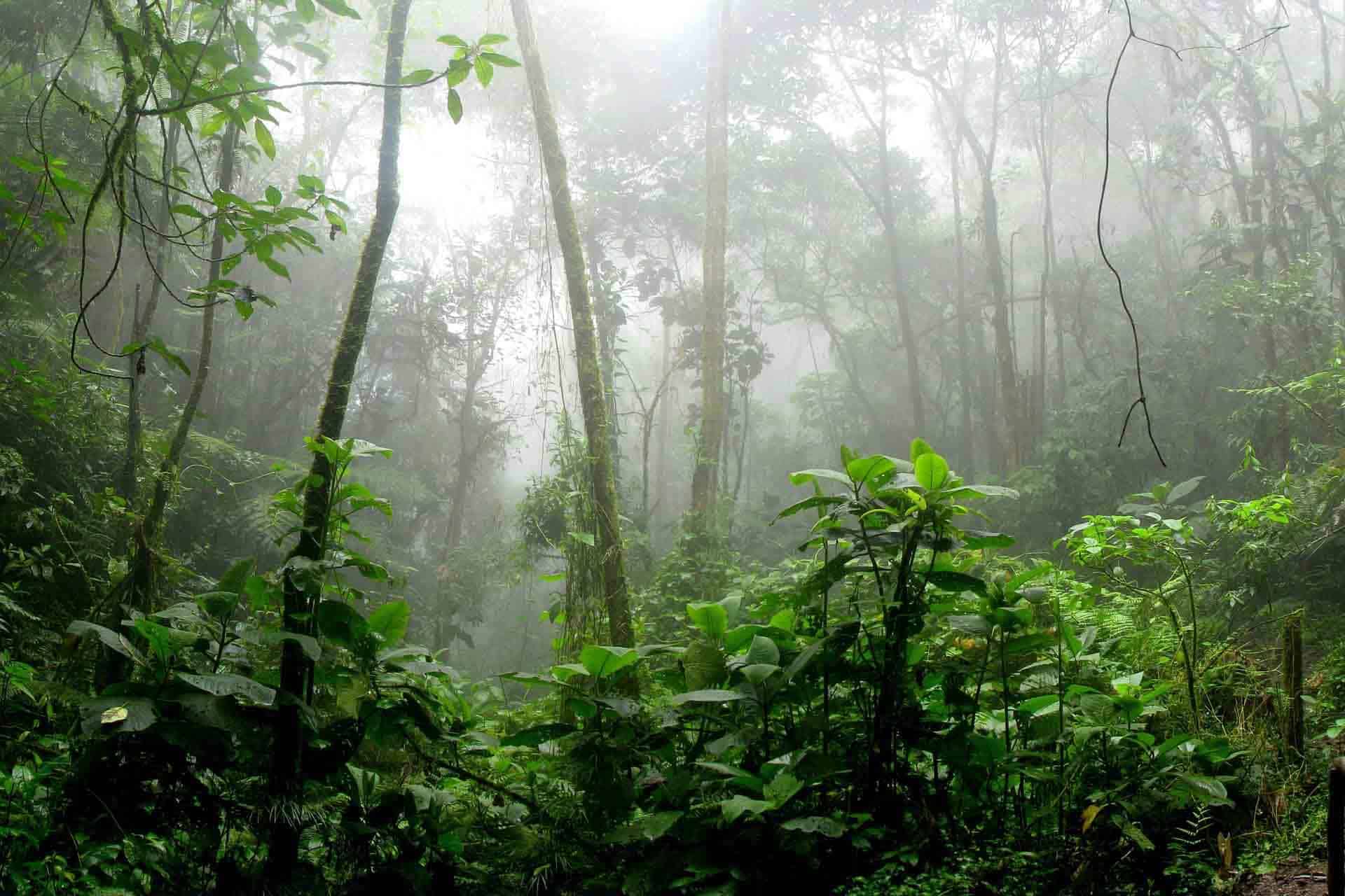 amazonas