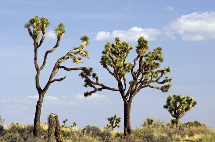 Árbol de Josué: este árbol californiano podría ser el primero en entrar al grupo de especies protegidas 