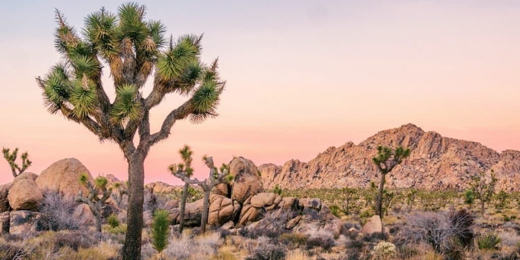 Árbol de Josué: este árbol californiano podría ser el primero en entrar al grupo de especies protegidas 