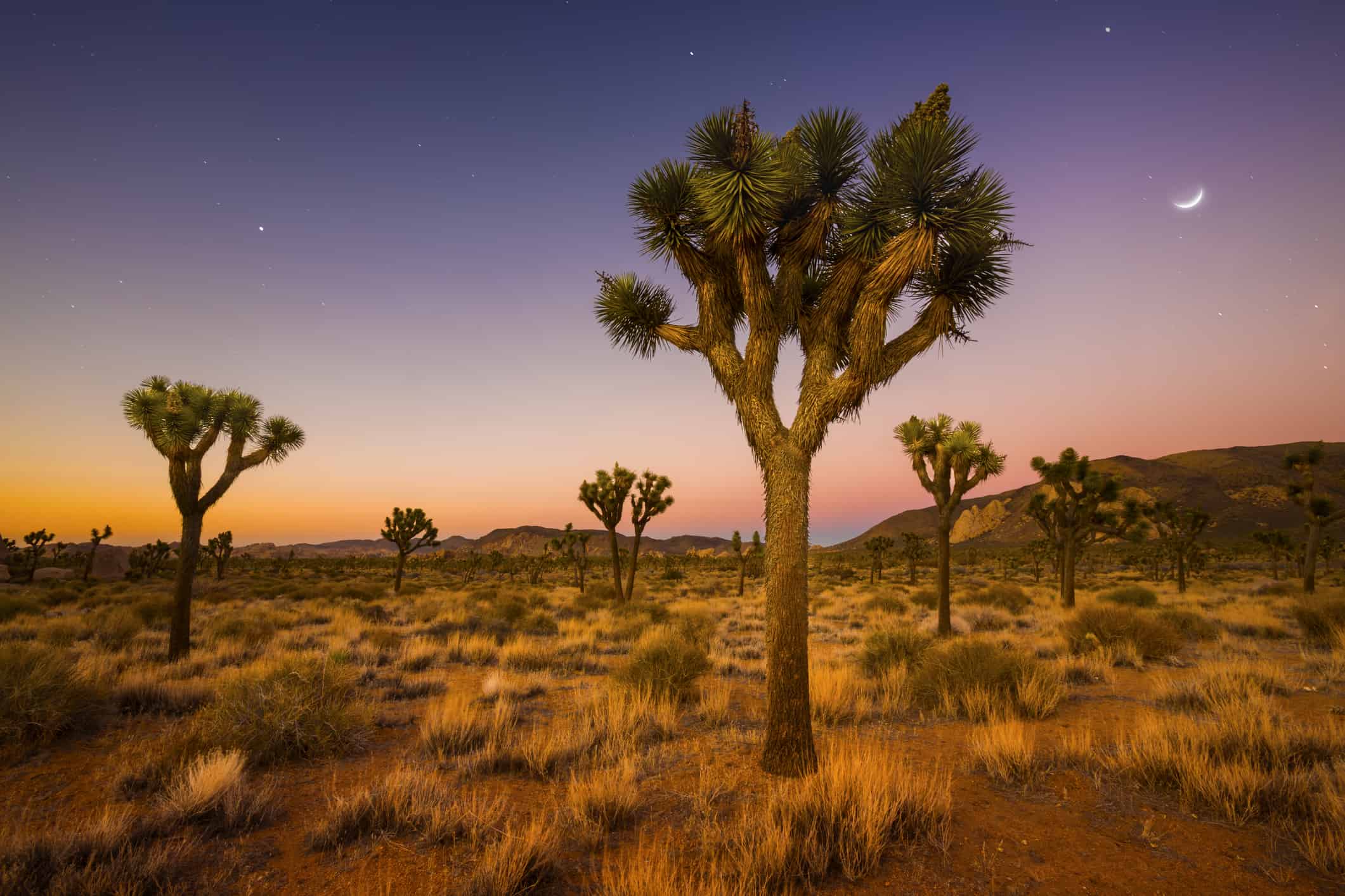 Árbol de Josué: este árbol californiano podría ser el primero en entrar al grupo de especies protegidas