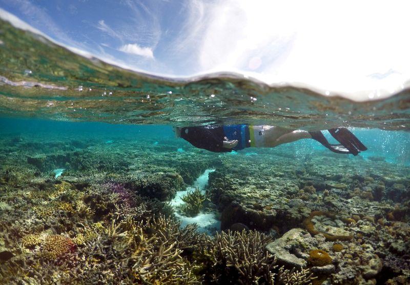 Australia: la Gran Barrera de Coral podría perder su capacidad de recuperarse del calentamiento