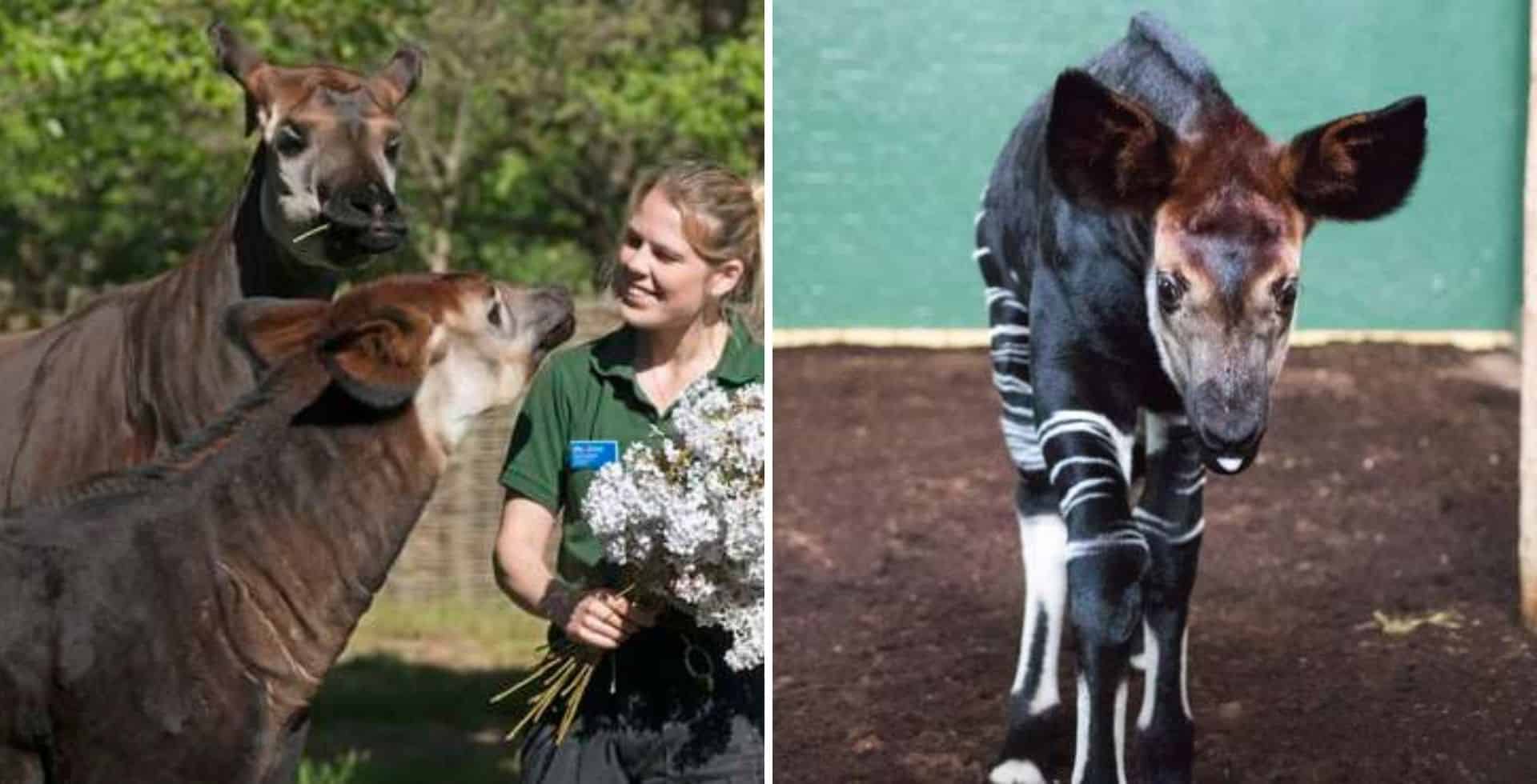 El zoológico de Londres celebró el nacimiento de un okapi cuya especie se encuentra en peligro de extinción