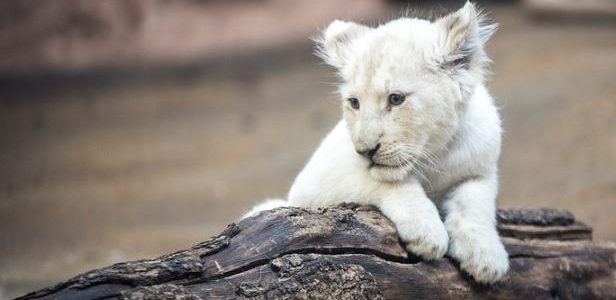 México: presentaron una pareja de cachorros de leones africanos blancos en el zoológico de Querétaro