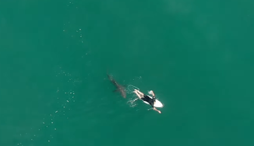 Australia: un operador de drones alertó sobre un tiburón que se le estaba acercando a un surfista