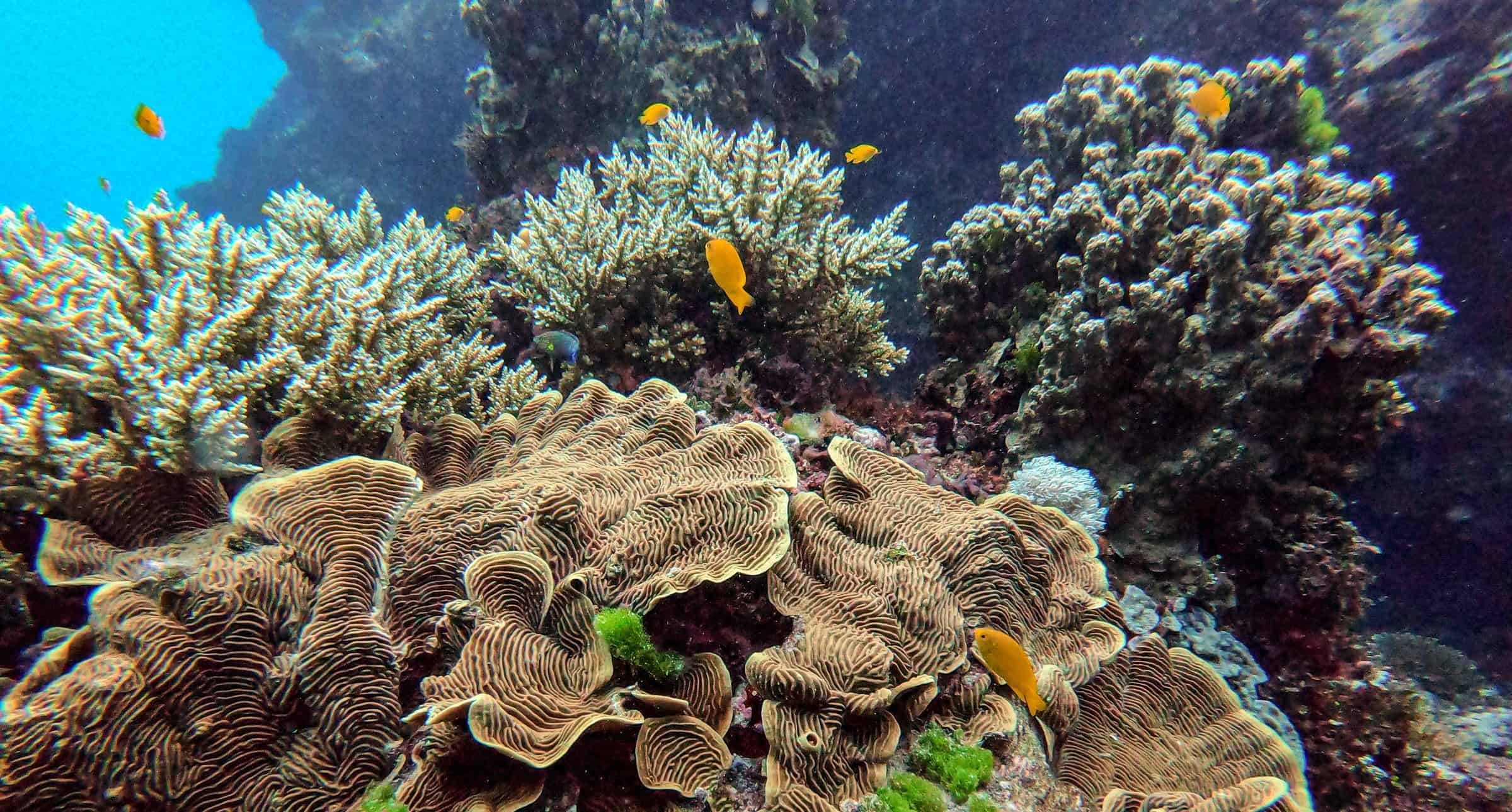 Australia: la Gran Barrera de Coral podría perder su capacidad de recuperarse del calentamiento