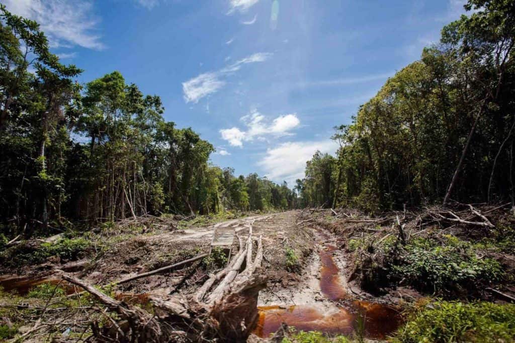 image deforestacion amazonas colombia