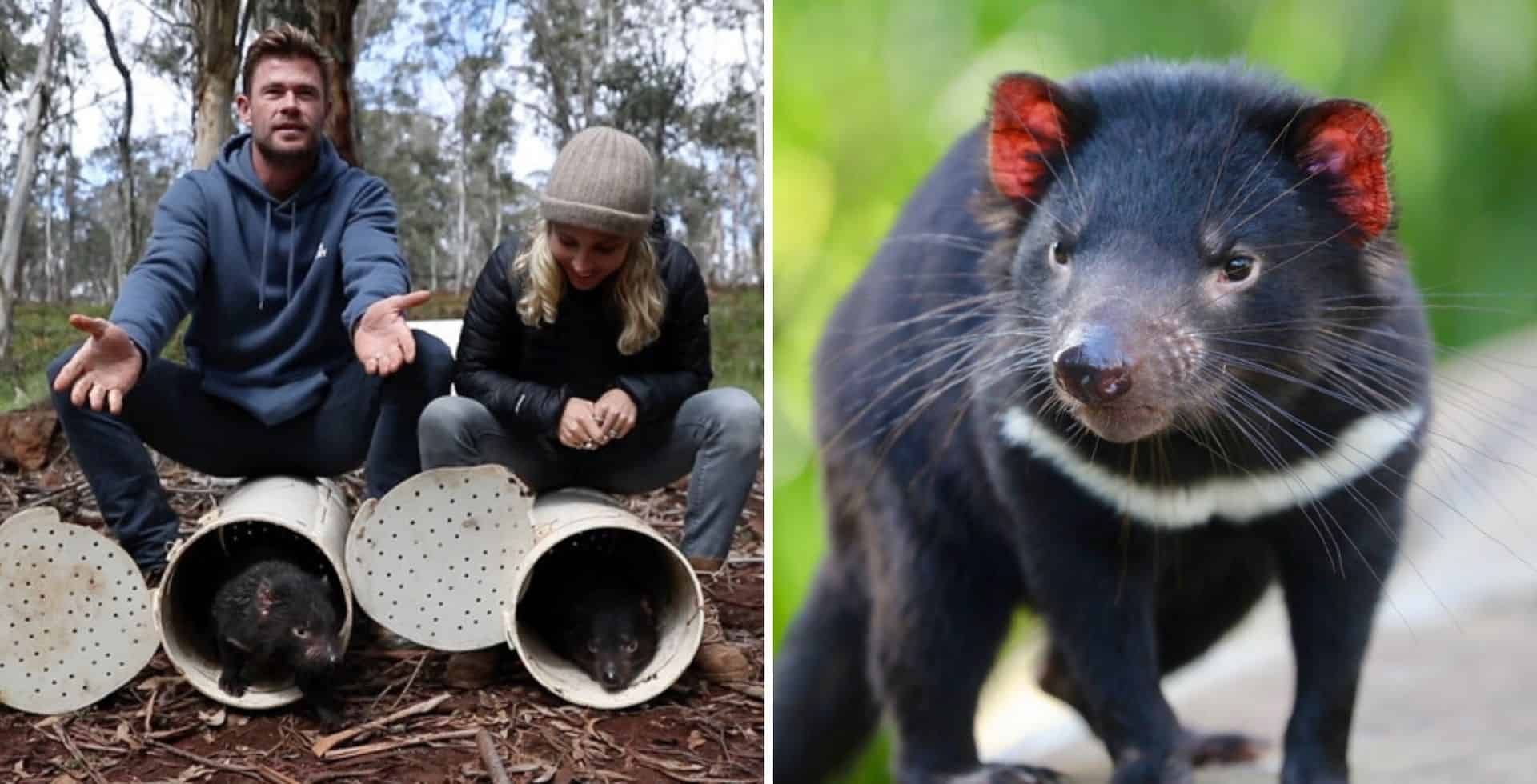 Demonios de Tasmania vuelven a recorrer Australia por primera vez en 3.000 años