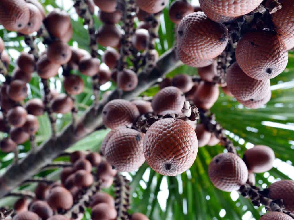 dia mundial de bosques tropicales