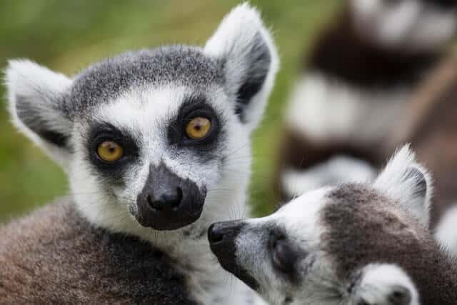 image Madagascar diana parkhouse rB8qv3rOIqA unsplash 1