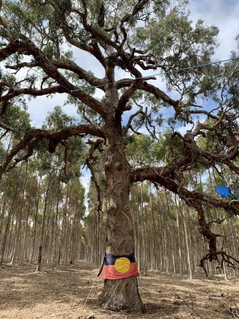 Polémica en Australia por la tala de un árbol culturalmente significativo de una comunidad indígena para construir una carretera