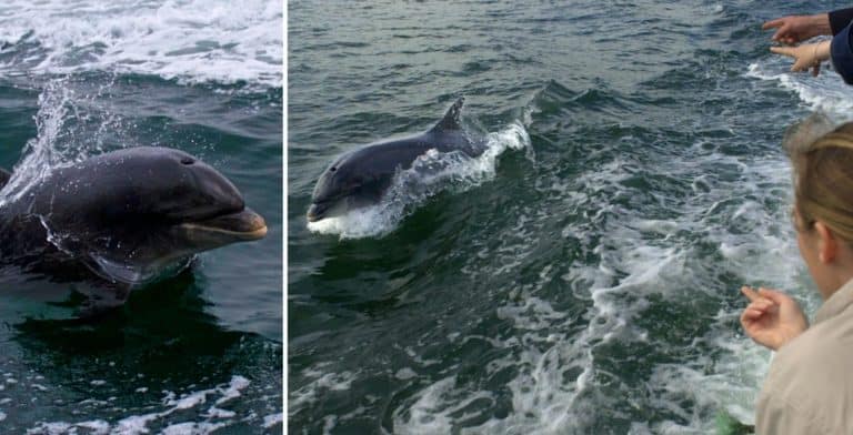 Irlanda: un delfín que solía estar en la costa y acompañar a las personas no aparece hace varios días y genera preocupación