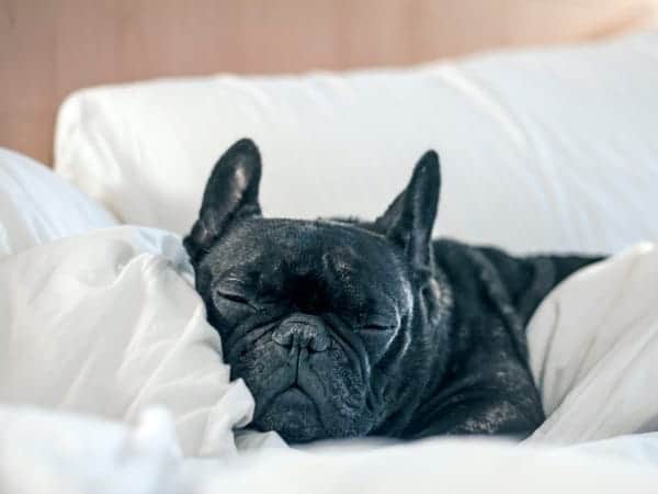 Hoteles.com busca mascotas para contratar y que evalúen los hoteles que admiten mascotas como un 'crítico canino'