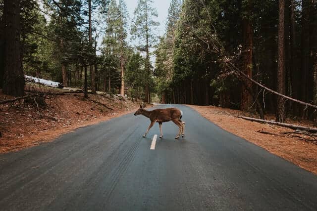 image Parque nacional Yosemite ivana cajina K9jZjxTaLEM unsplash 1