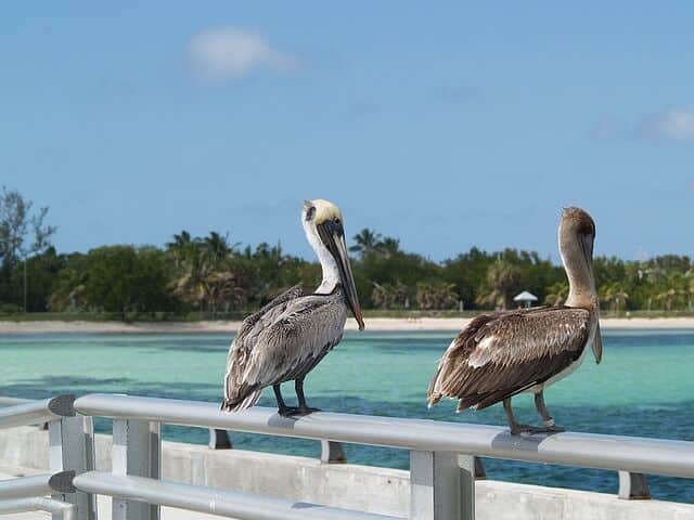 image Key West key west 1231755 640 1