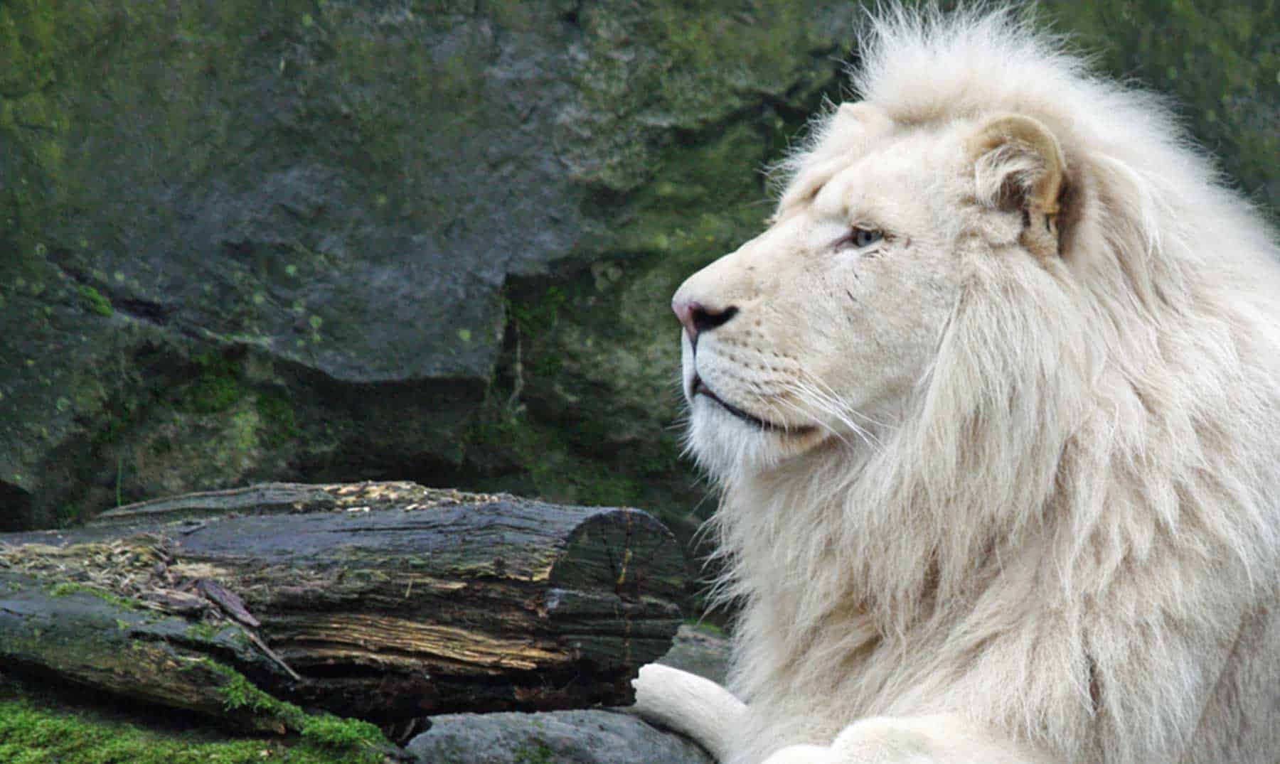 México: presentaron una pareja de cachorros de leones africanos blancos en el zoológico de Querétaro