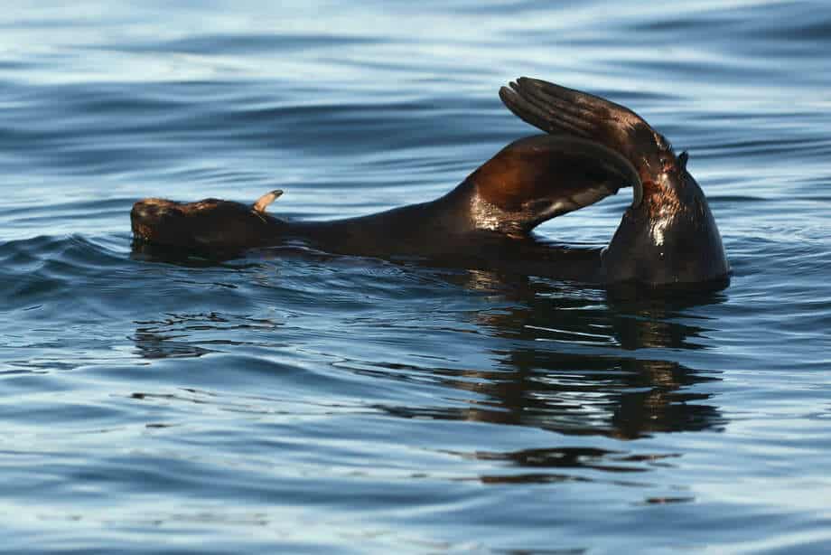 Punta Perdices: el Caribe Patagónico