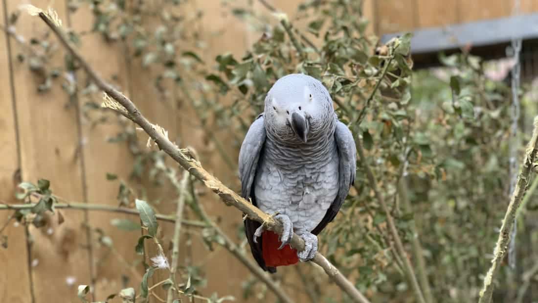 En un refugio para animales silvestres de Inglaterra tuvieron que llevarse a unos loros a otro lado porque decían groserías a la gente