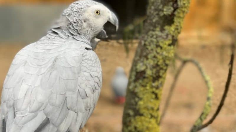 En un refugio para animales silvestres de Inglaterra tuvieron que llevarse a unos loros a otro lado porque decían groserías a la gente