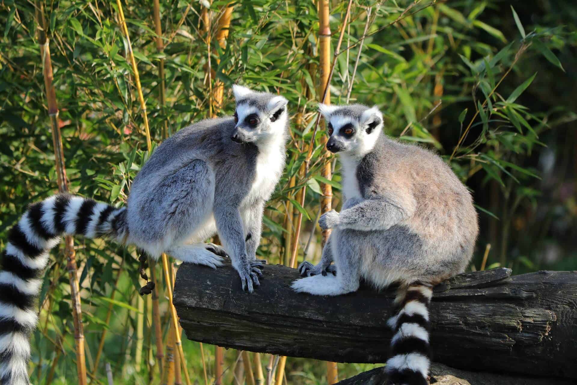 Madagascar