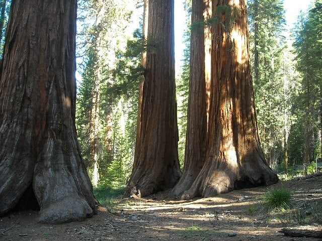 image Parque nacional Yosemite mariposa 343120 640 1