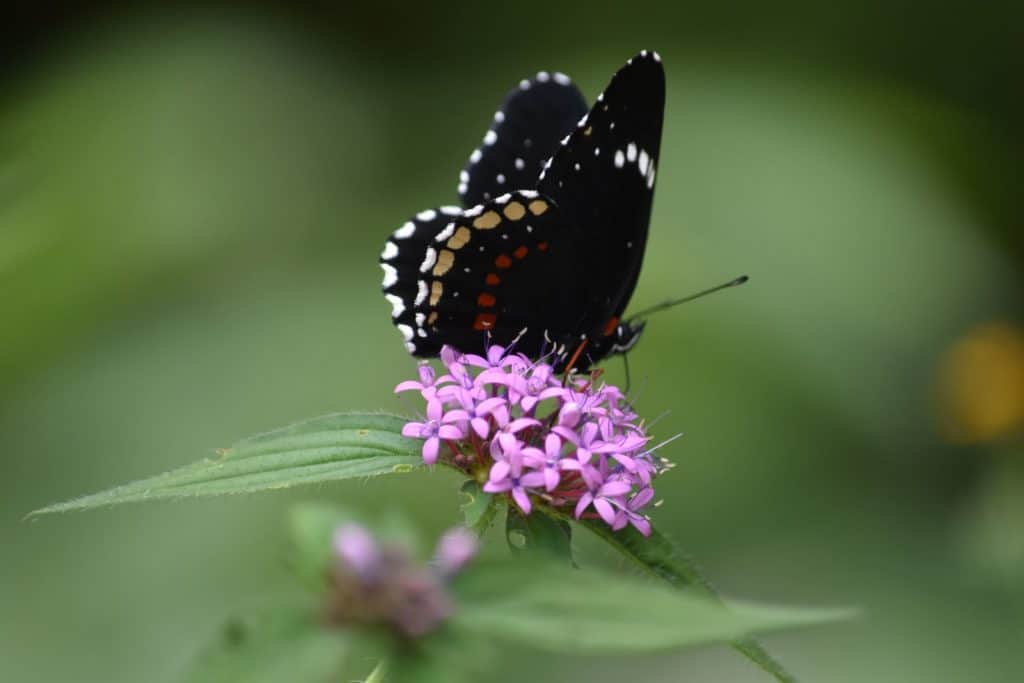 image extinción mariposario 2