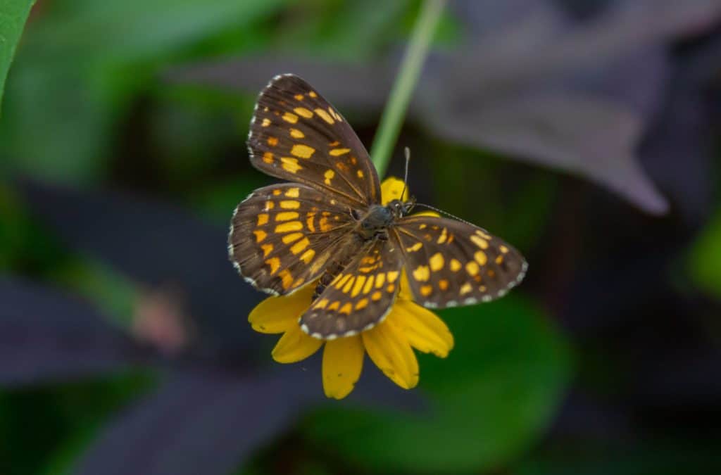 image Proyecto Nebulosa mariposario 3