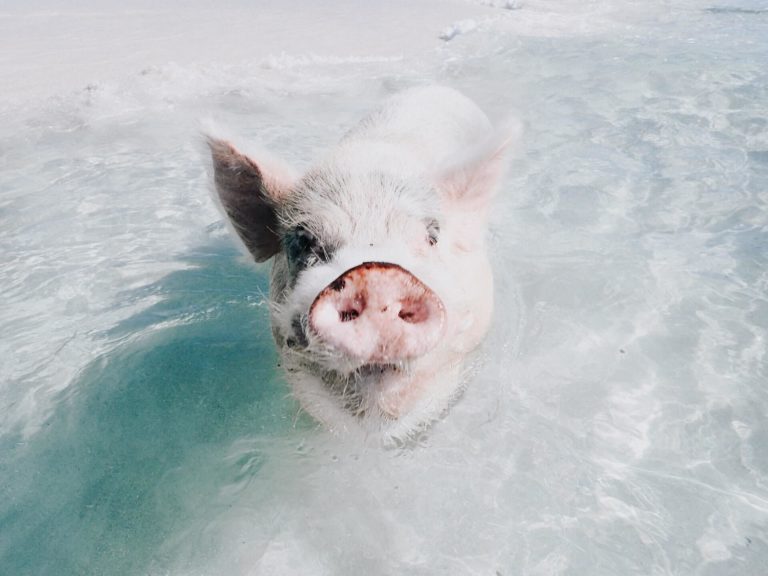 Pig Beach, Las Bahamas