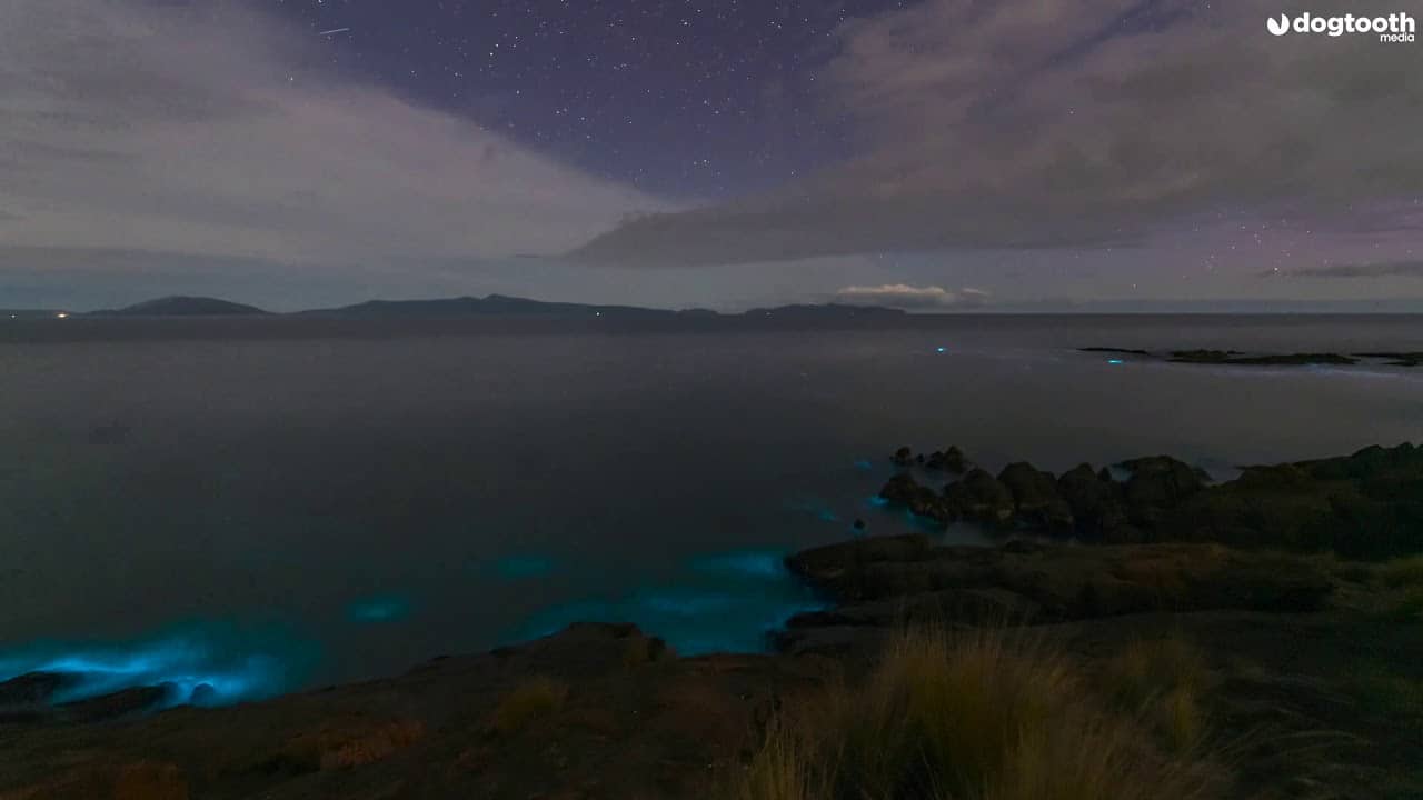 Stunning Timelapse Shows Bioluminescent Waves Along Coast || Dogtooth Media