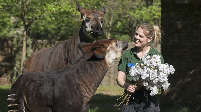 El zoológico de Londres celebró el nacimiento de un okapi cuya especie se encuentra en peligro de extinción