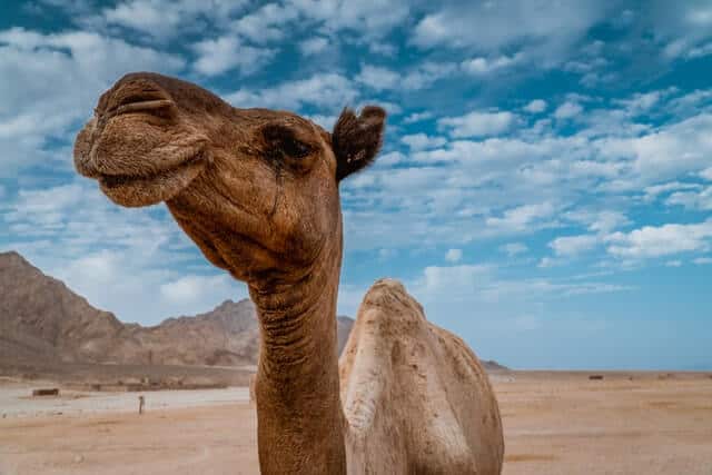 Dahab, un verdadero oasis en Egipto