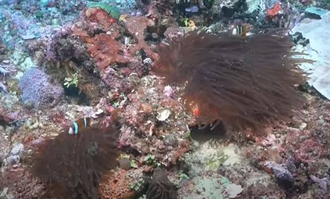 arrecife coral 