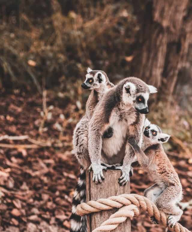 image Madagascar roman laschov SdkAHfhhxRk unsplash 1 1