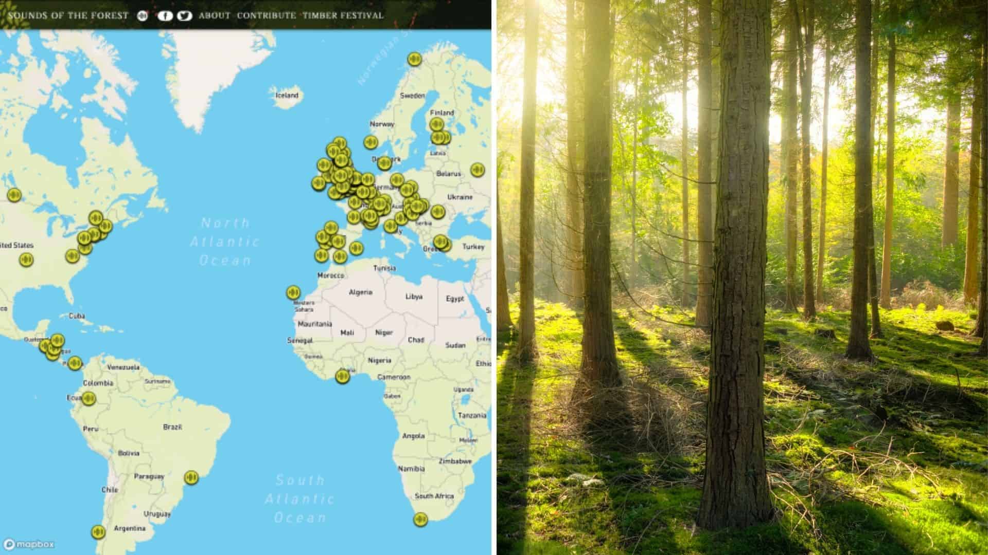 Sounds of the Forest: un mapa interactivo te permite escuchar sonidos de bosques de alrededor del mundo