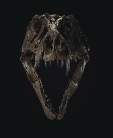Subastarán el esqueleto de uno de los tiranosaurios rex más grandes del mundo