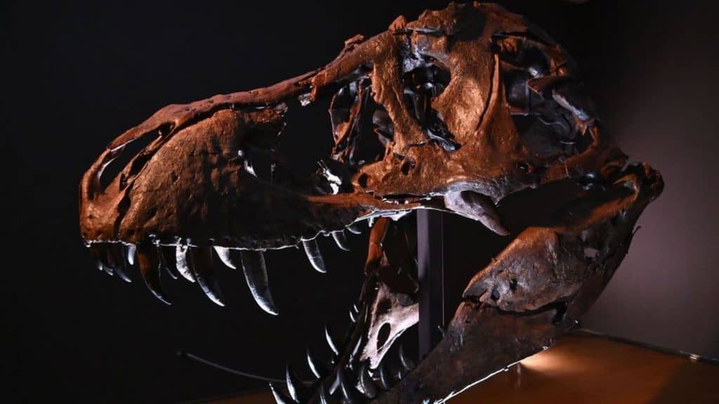 Subastarán el esqueleto de uno de los tiranosaurios rex más grandes del mundo