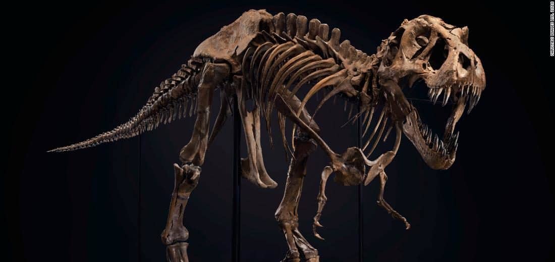 Subastarán el esqueleto de uno de los tiranosaurios rex más grandes del mundo