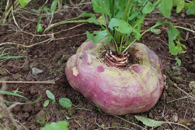 image Alaska turnip 5061201 640 1 1