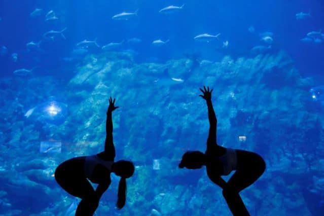 acuario Ahora es posible tomar clases de yoga en un acuario de Hong Kong Ahora es posible tomar clases de yoga en un acuario de Hong Kong