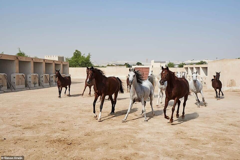 hotel de cinco estrellas para CABALLOS