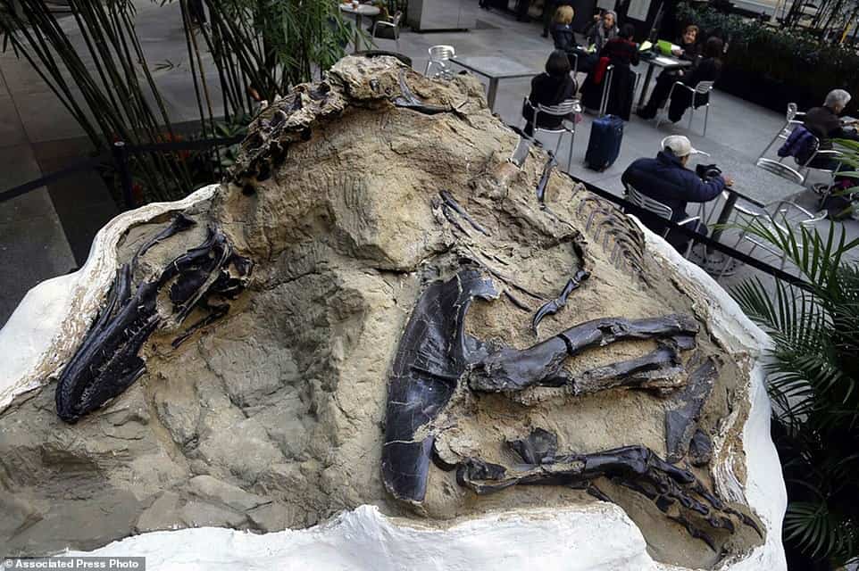 T-Rex El primer esqueleto completo de T-Rex del mundo finalmente será exhibido en un museo T-Rex