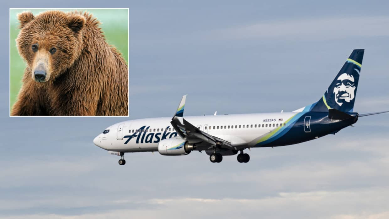 oso aeropuerto