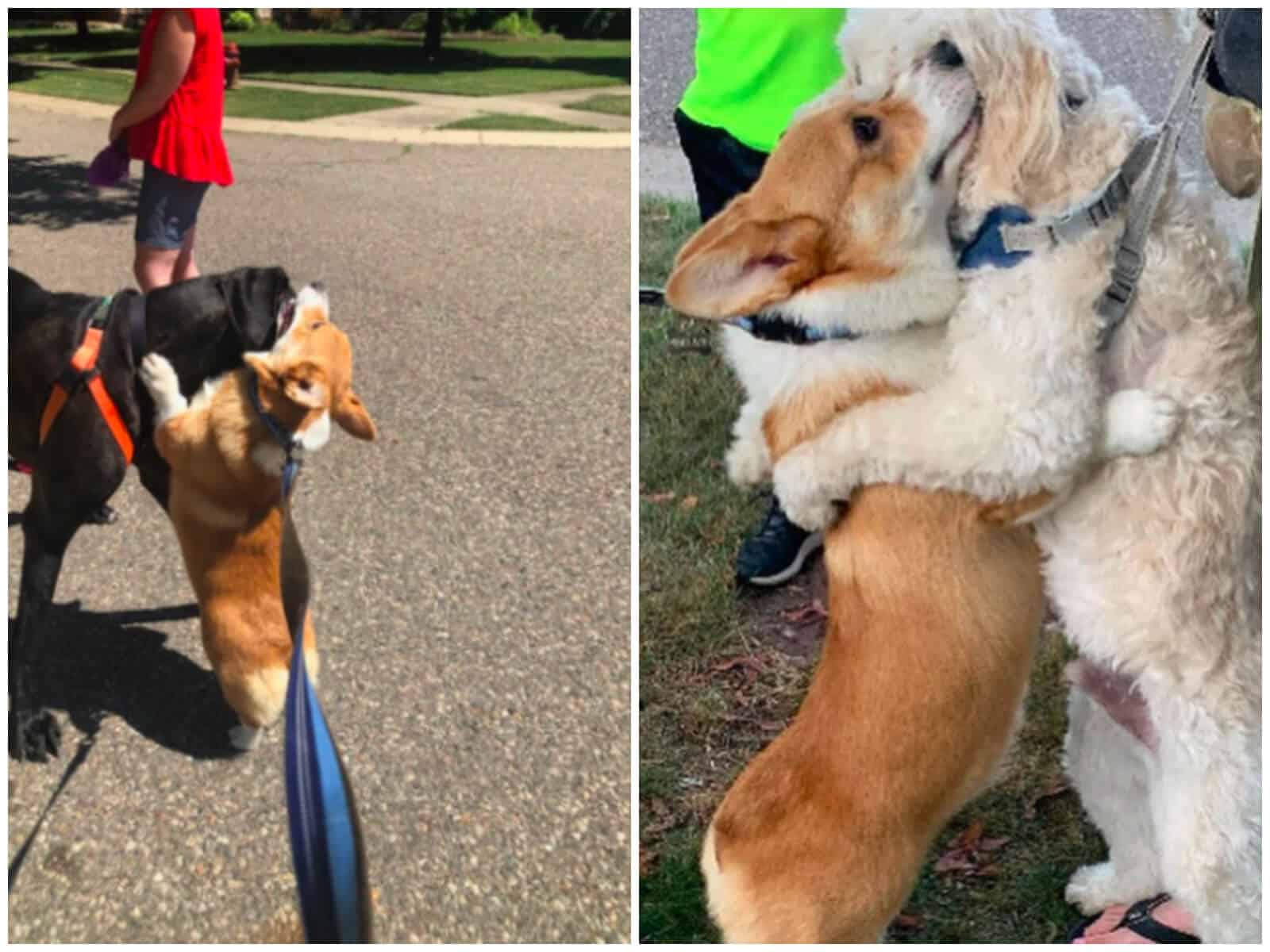 Corgi Loves Giving Hugs