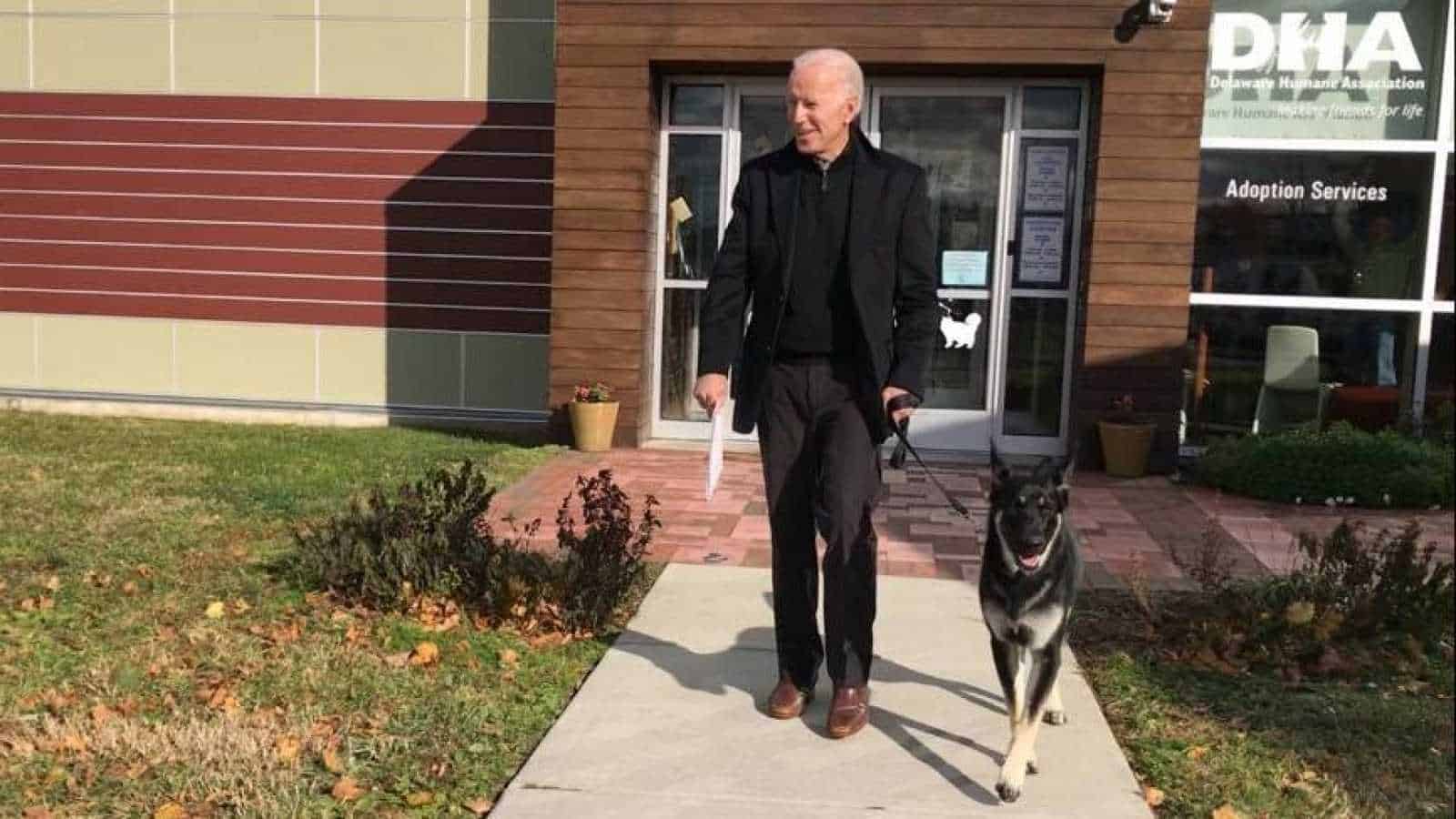 Estados Unidos Con el triunfo de Joe Biden, 'Major' se convierte en el primer perro adoptado en vivir en la Casa Blanca 1