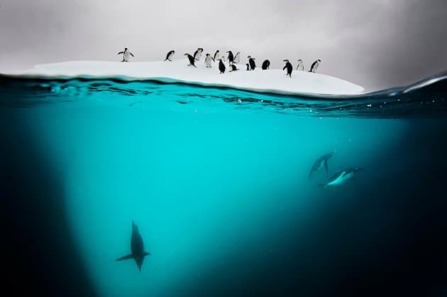 image fotógrafos de vida silvestre Prints for Nature El proyecto que reune a mas de 80 fotografos de vida silvestre que venderan sus imagenes para ayudar a recaudar fondos para programas de conservacion en todo el mundo 9