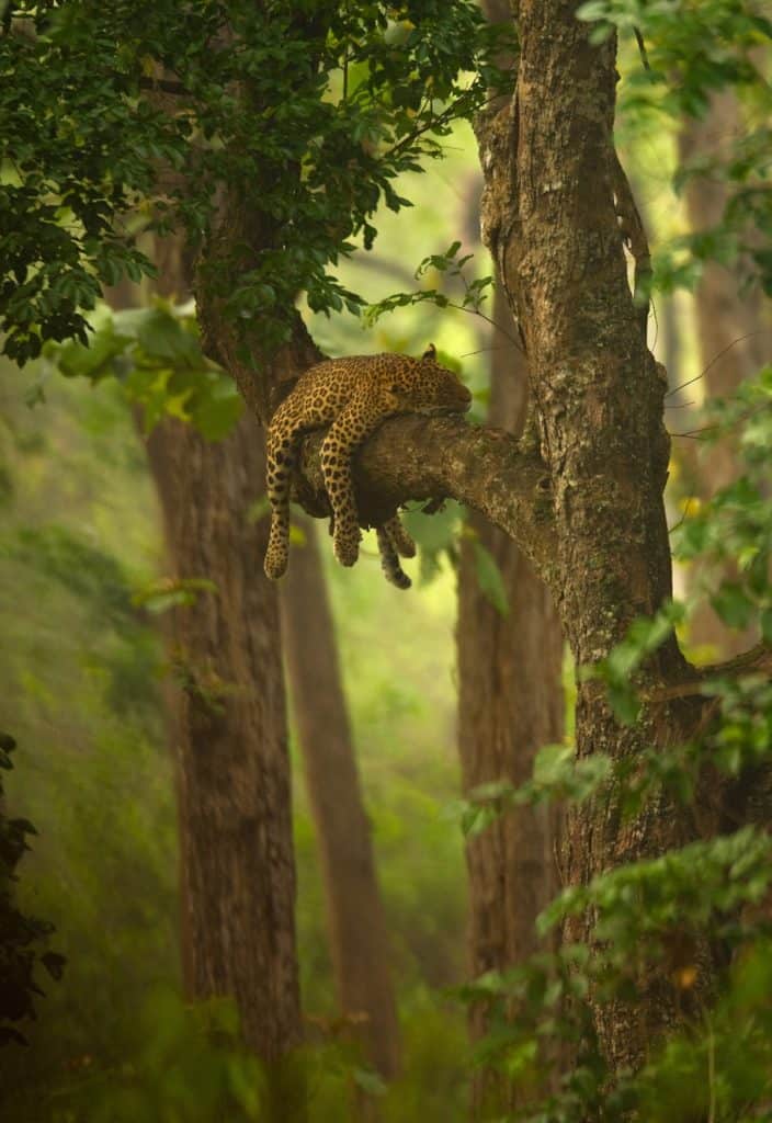 image fotógrafos de vida silvestre Prints for Nature El proyecto que reune a mas de 80 fotografos de vida silvestre que venderan sus imagenes para recaudar fondos para programas de conservacion en todo el mundo 2