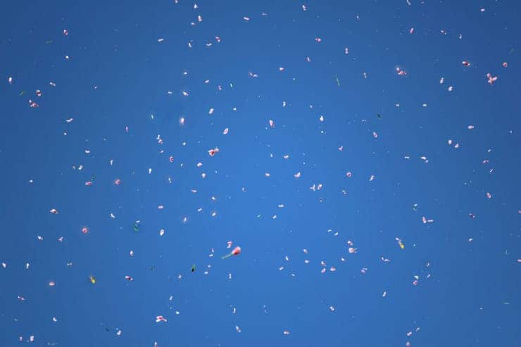 Trevelin celebró el final de la cosecha de tulipanes con una lluvia de flores sobre la ciudad