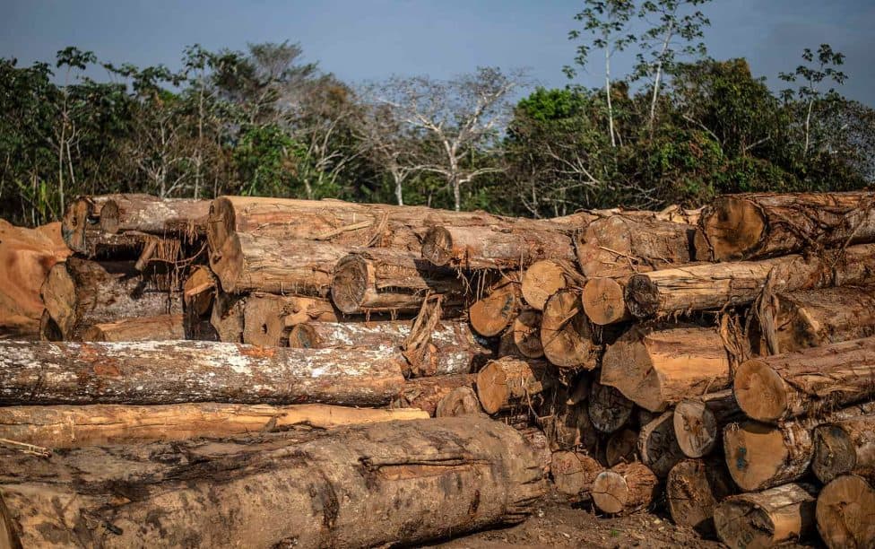 image amazonas deforestacion