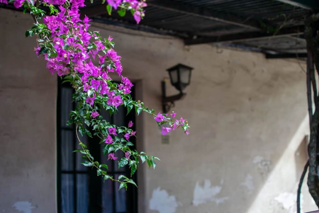 Jilong Castle Viajes image Puerto Vallarta blossom 3852367 1920 1