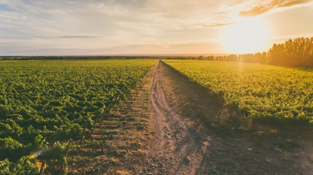 "Streaming vendimial": Mendoza recorrerá viñedos y bodegas en San Rafael para celebrar la Fiesta Provincial de la Flor de la Vid